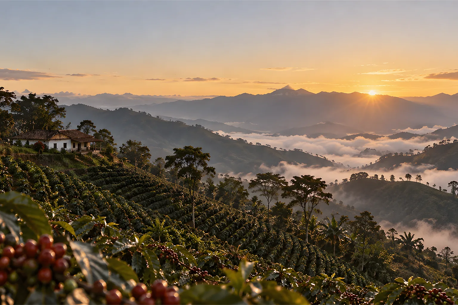 Montañas cafeteras de Caldas al amanecer, con niebla en los valles